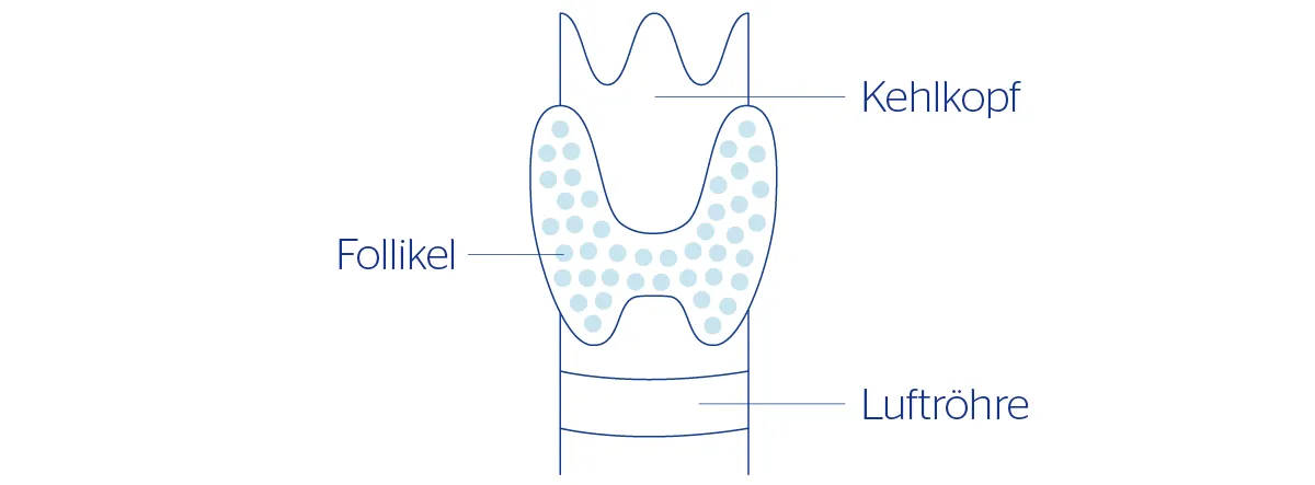 Schilddrüse Aufbau