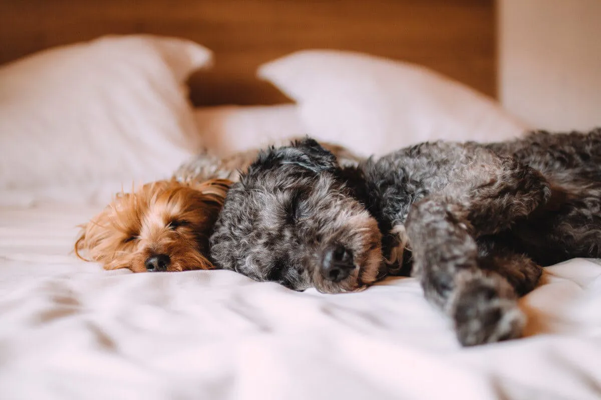 Zwei Hunde schlafen auf der Seite