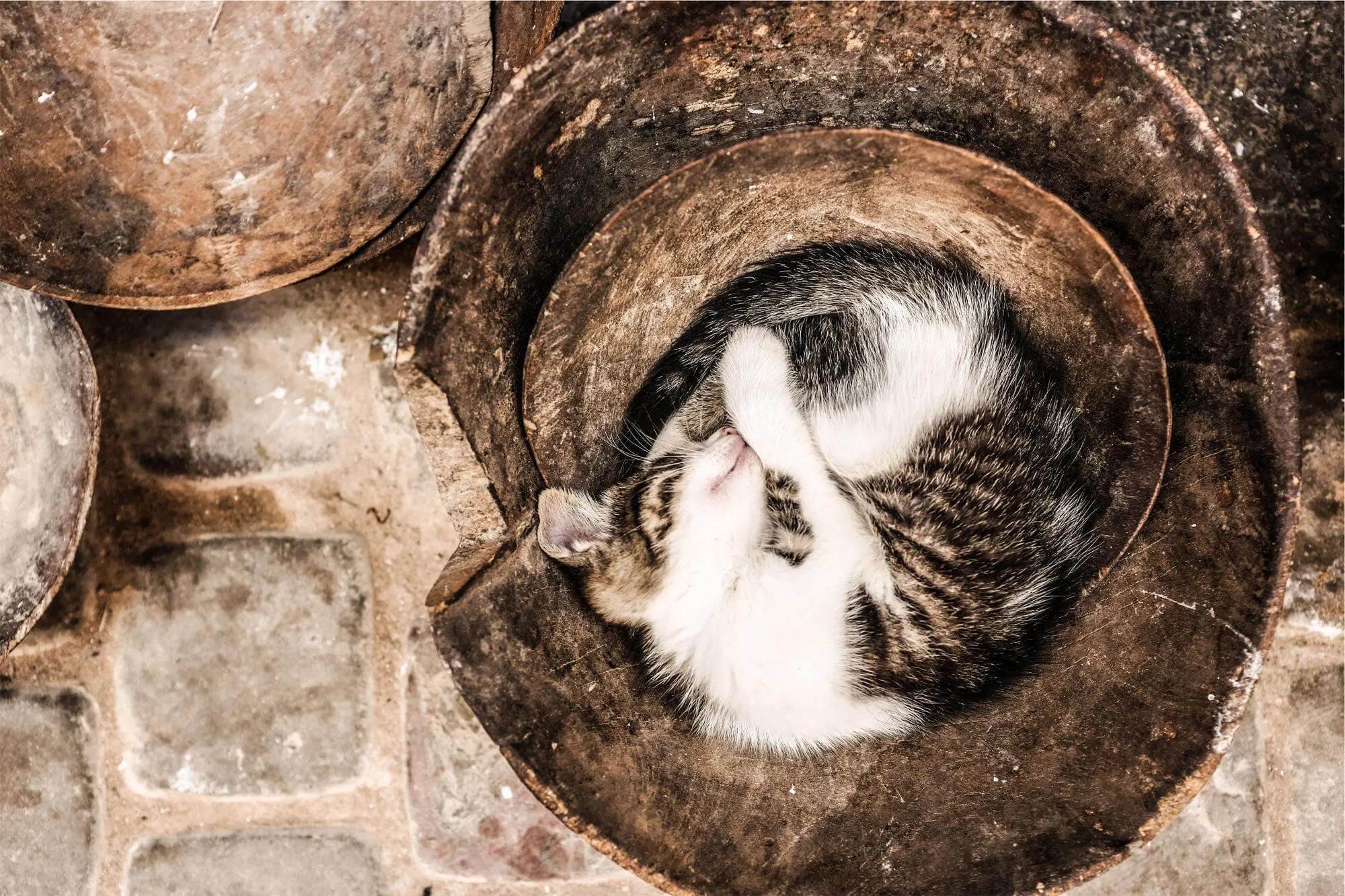 Katze schläft eingerollte in einem Kübel