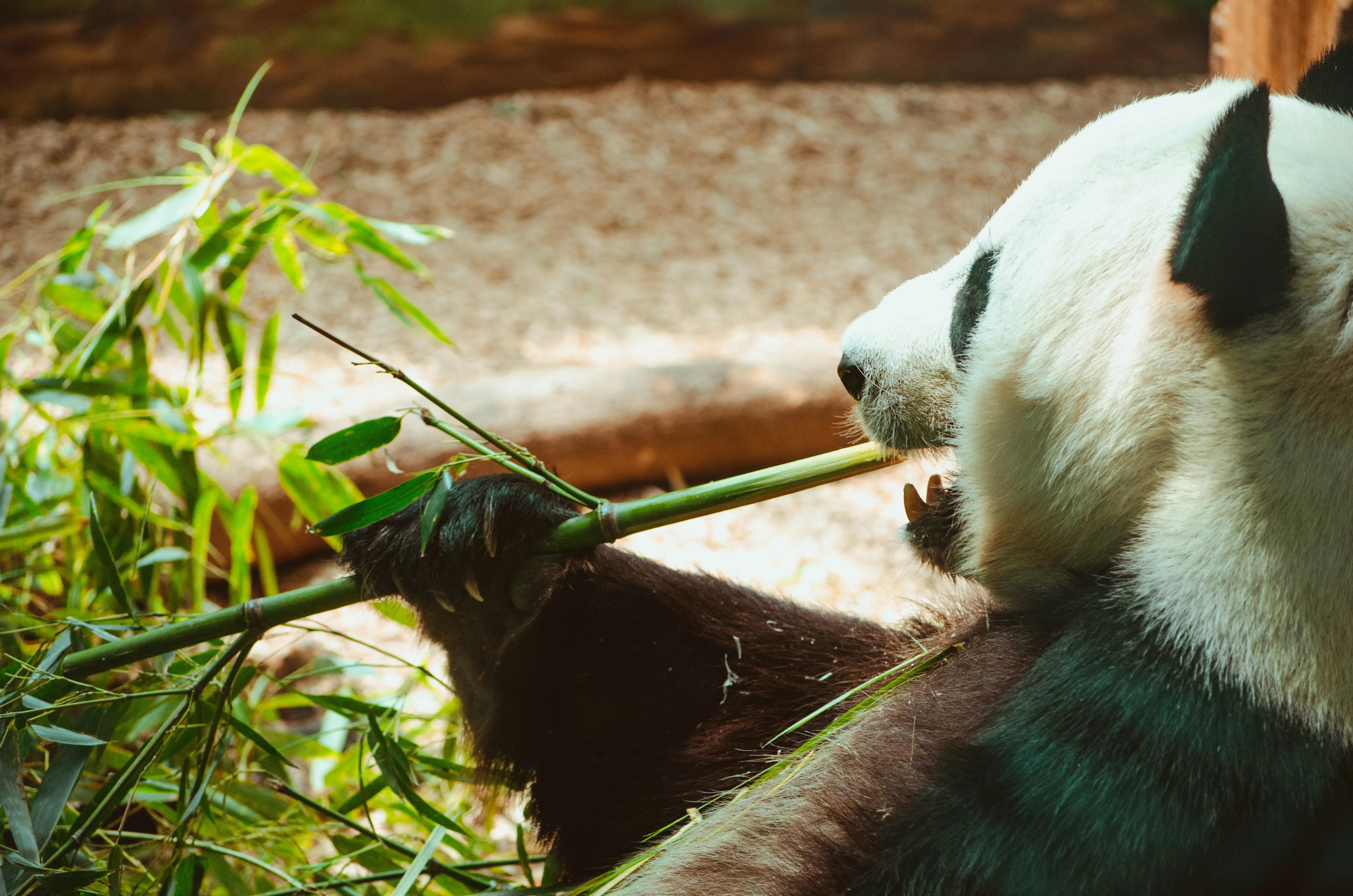 Panda frisst Bambus