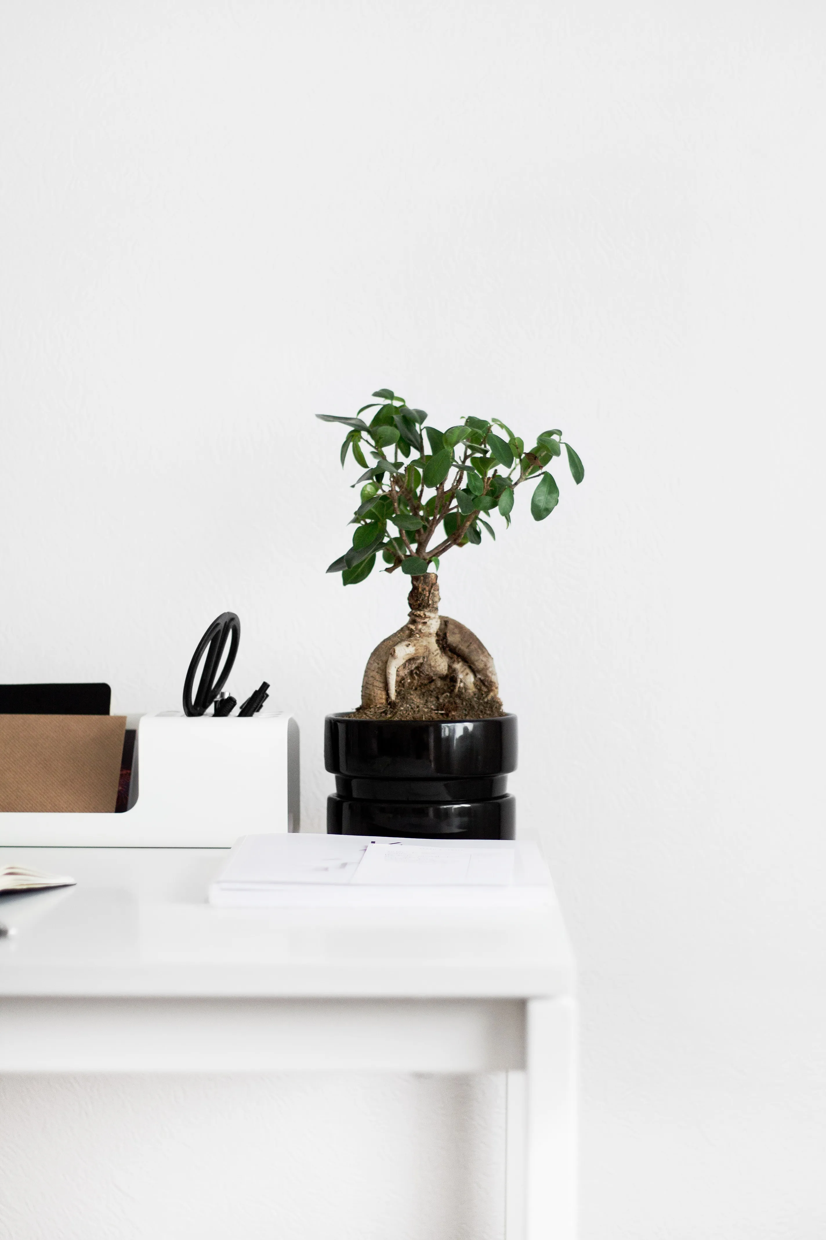Bonsai Pflanze in Topf