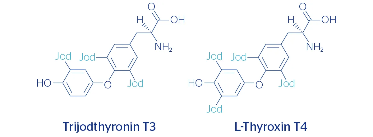 chemischer aufbau thyroxin und trijodthyronin