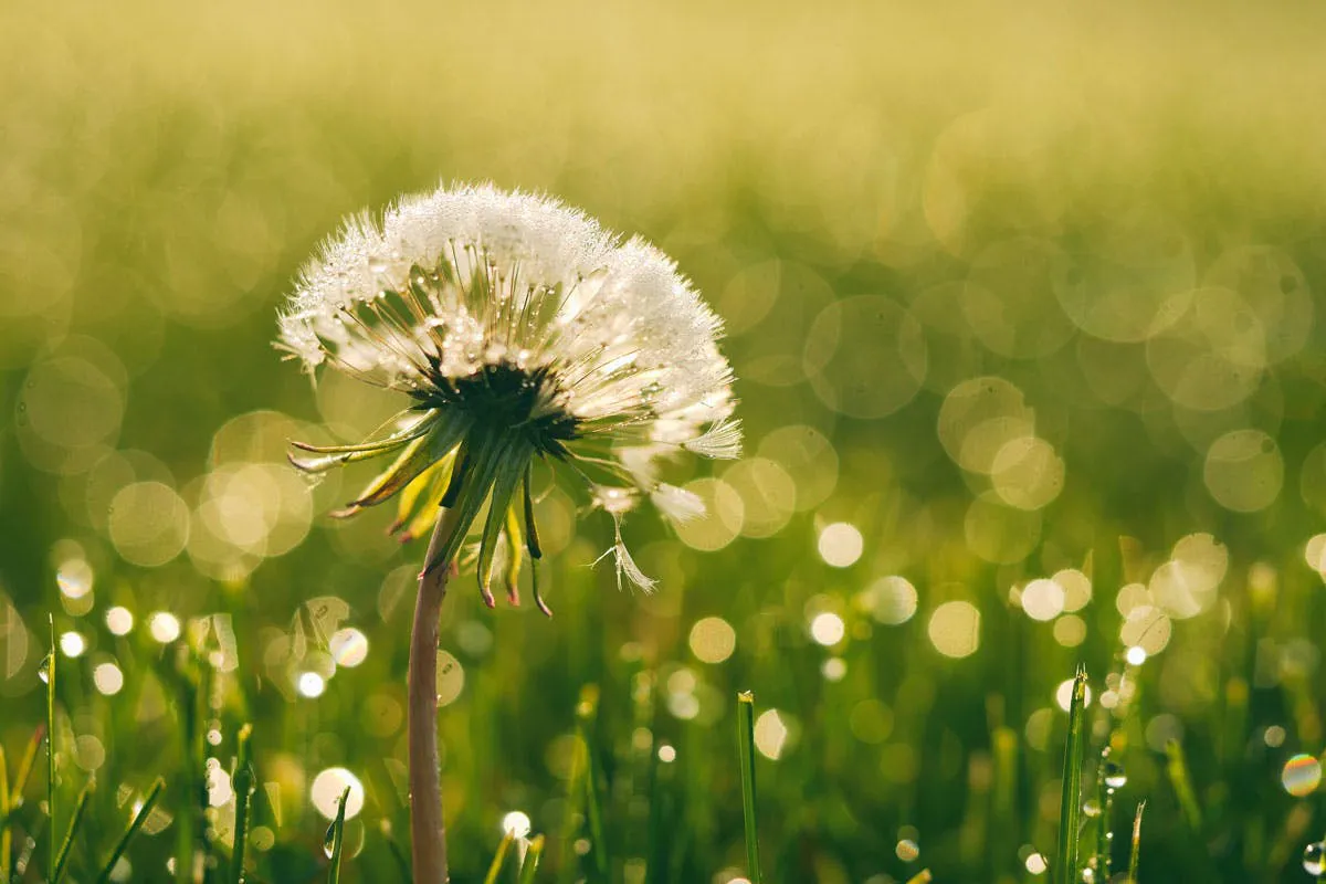 Pusteblume in der Sonne