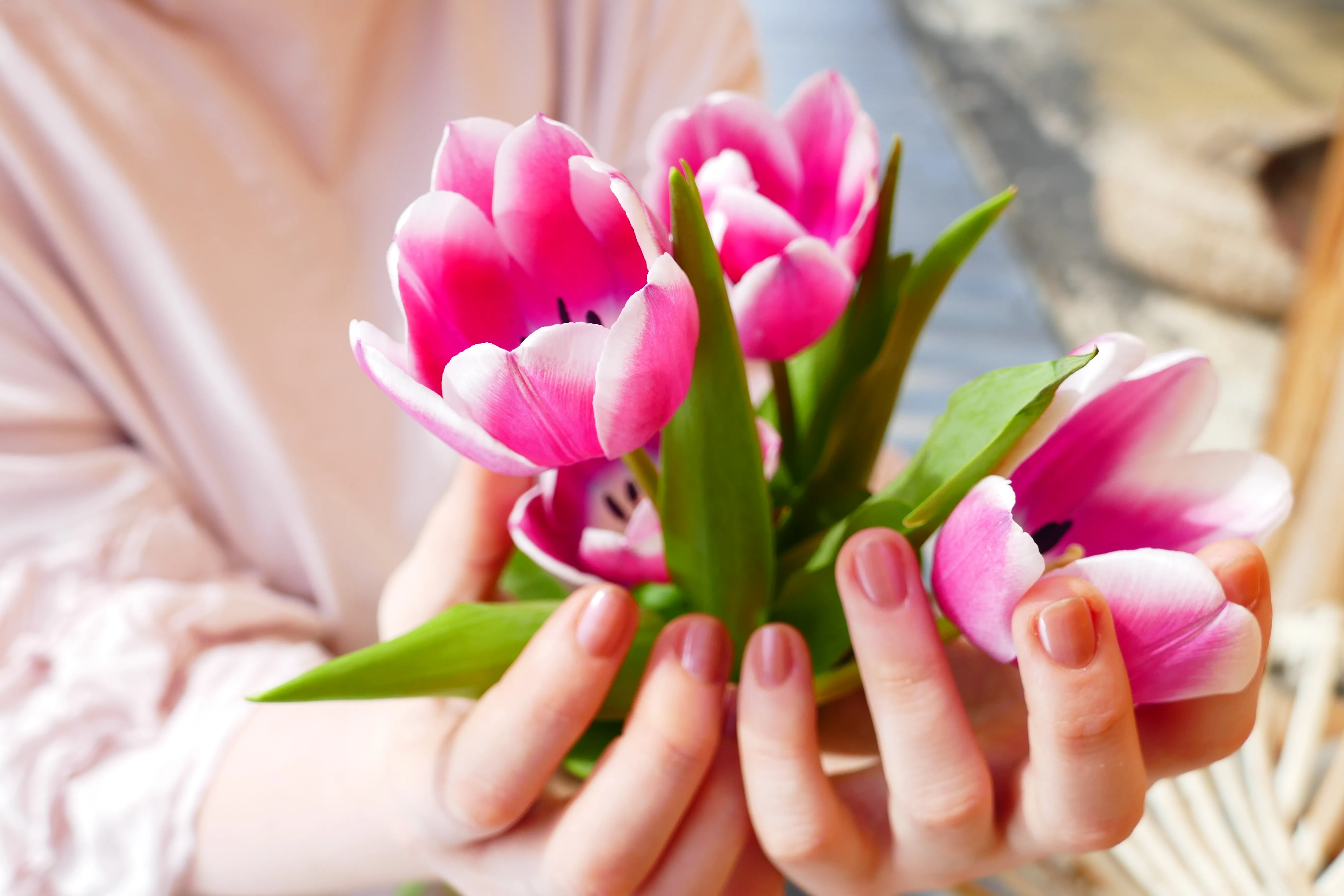 Hände halten pinke Tulpen