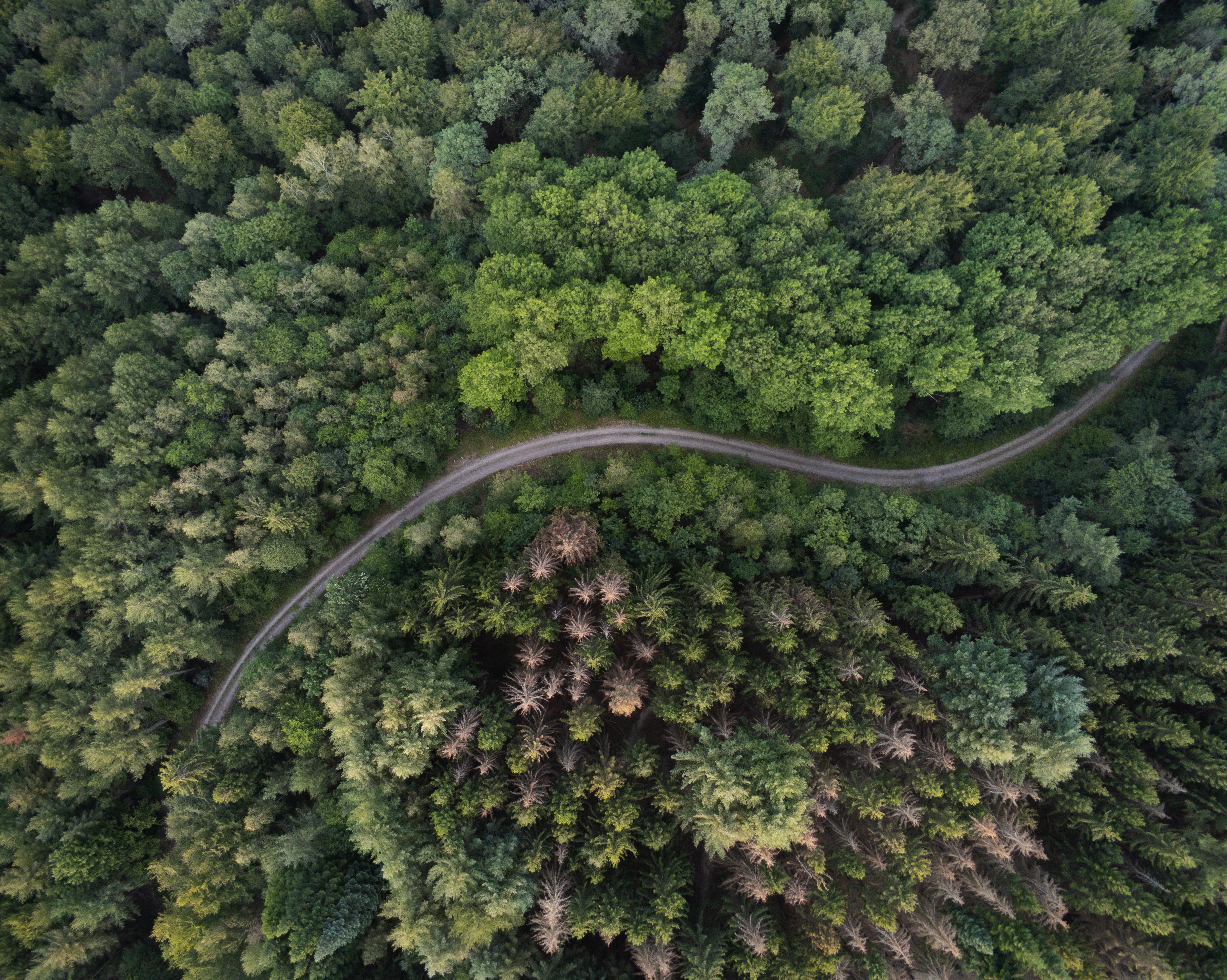 Eine Straße in einem Wald