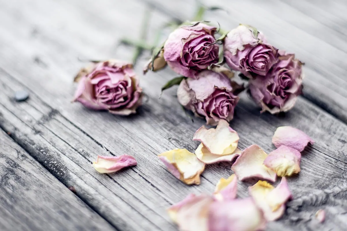 stress auf zell ebene bild welke blumen ornella binni unsplash Rosen trocken getrocknet Blütenblätter grau rosa violett gelb welk