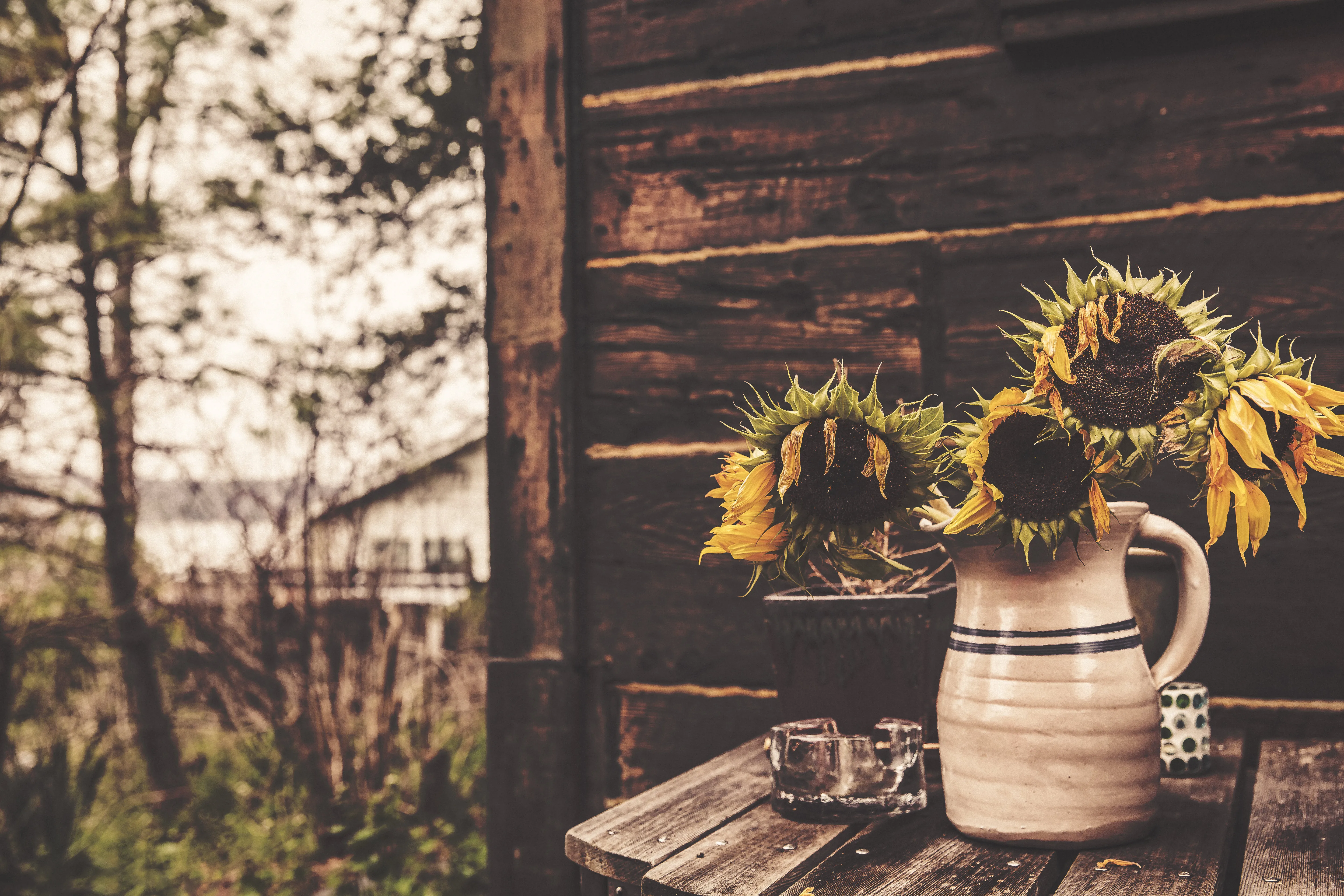 Sonnenblumen in einer Vase