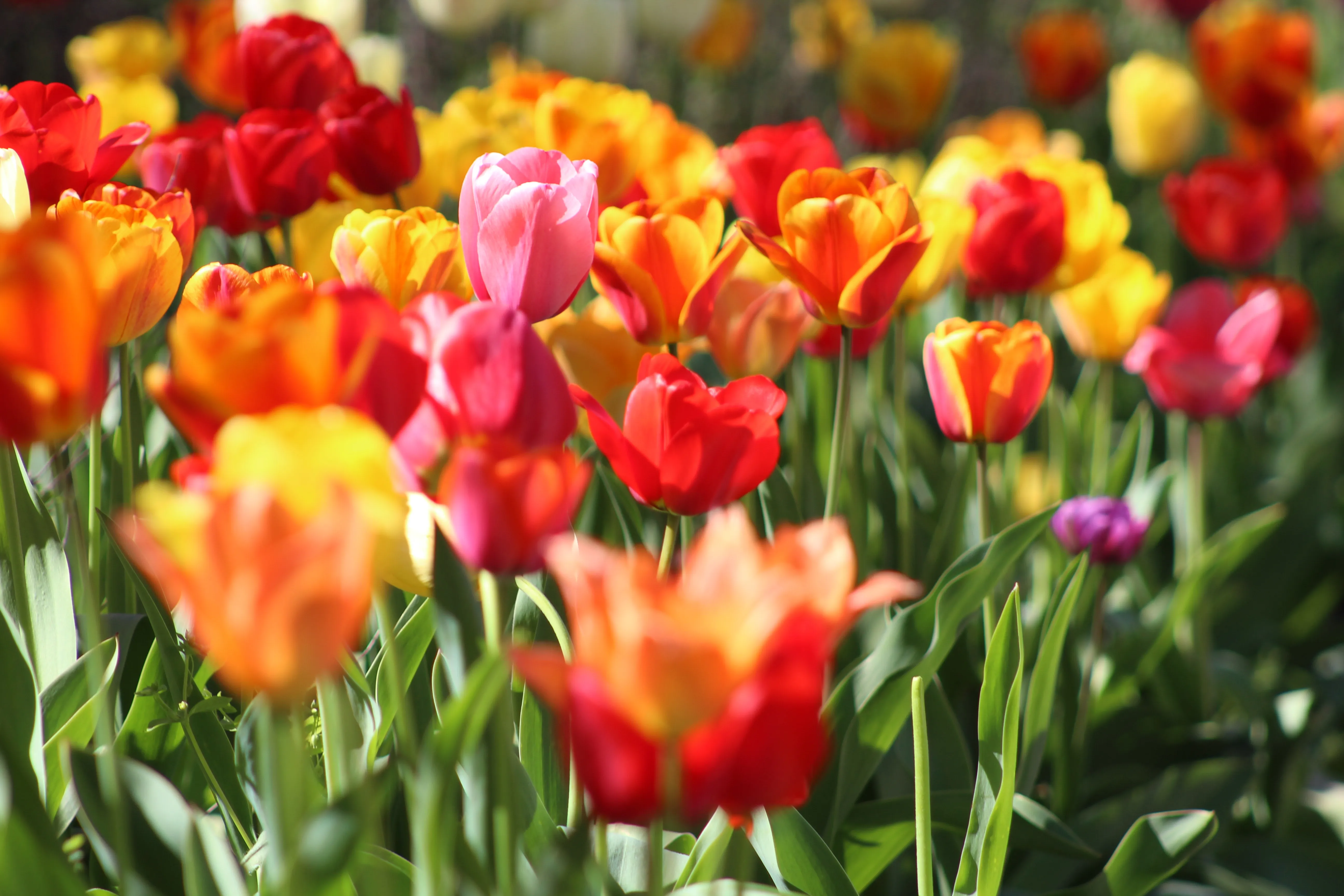 rote und gelbe Tulpen