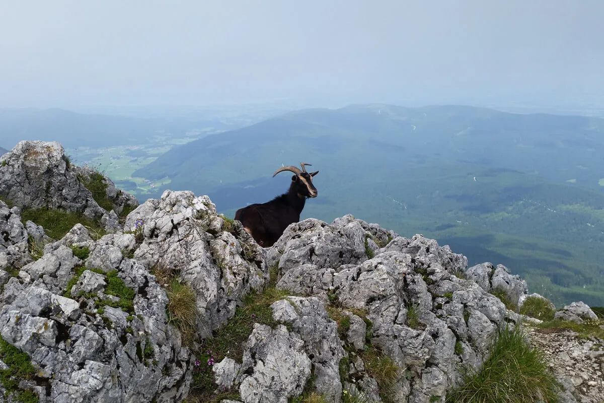 Steinbock auf einem Berggipfel